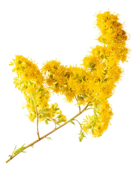 Goldenstaafbloemen Geïsoleerd Witte Achtergrond — Stockfoto