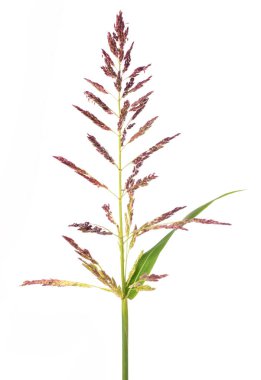 Johnson çimen çiçekleri beyaz üzerine izole