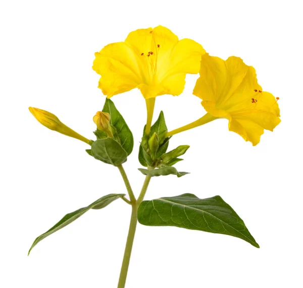 Yellow Four Clock Flowers Isolated White Background — Stock Photo, Image