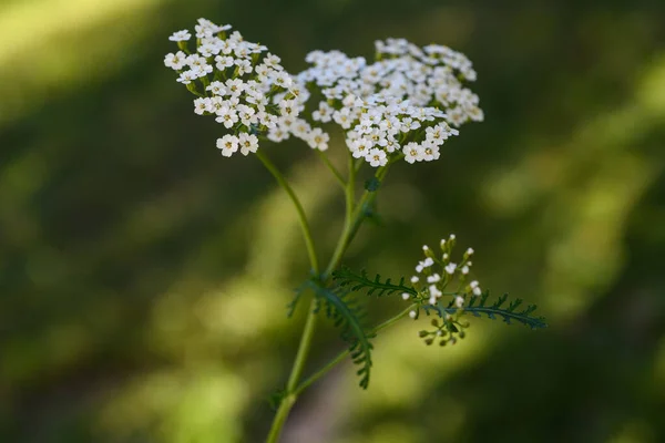 White yarrow flowers on blurred  background
