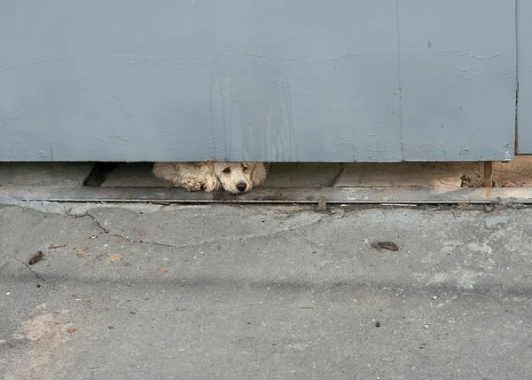 Hond gluren out from under de ijzeren poort — Stockfoto