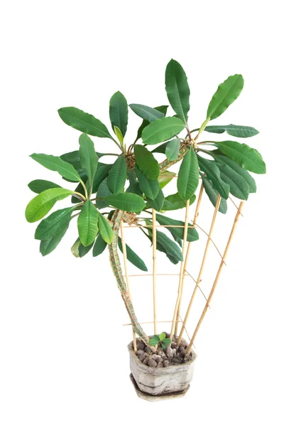 Spurge (Euphorbia leuconeura)
