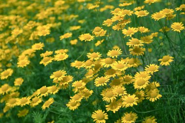 Papatya ağacı (Anthemis ağacı)