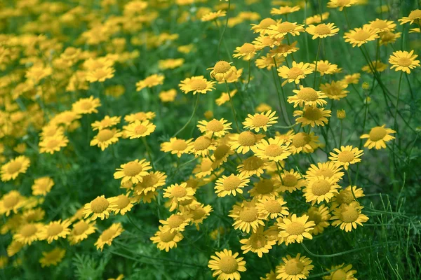 Papatya ağacı (Anthemis ağacı)