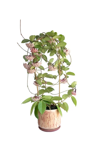 çiçek açan hoya camosa