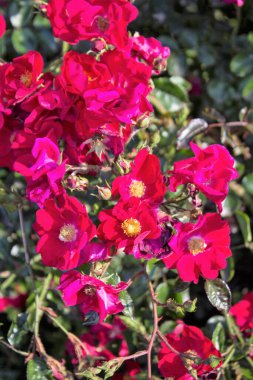 Kırmızı çiçeklerin anımsatıcı yakın plan görüntüsü 