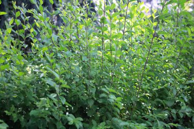 Bir çalılığın canlandırıcı yakın plan görüntüsü 