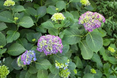 Mor çiçeklerin anımsatıcı yakın plan görüntüsü