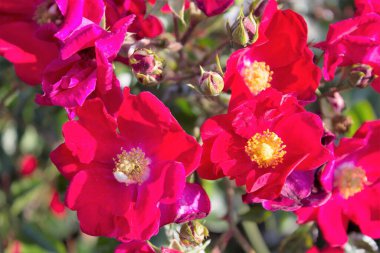 Kırmızı çiçeklerin anımsatıcı yakın plan görüntüsü 