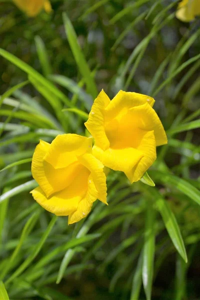 Evocadora Imagen Cerca Flores Amarillas —  Fotos de Stock