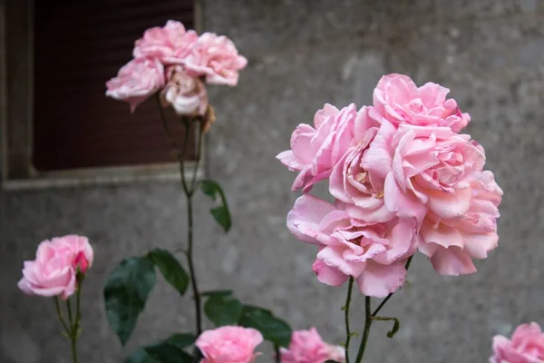 Воспоминательное Изображение Розовых Цветов Крупным Планом — стоковое фото