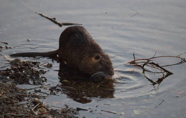 Nutria Swamp Beaver South American Mammal Rodent Banks Swamp Italy — Photo