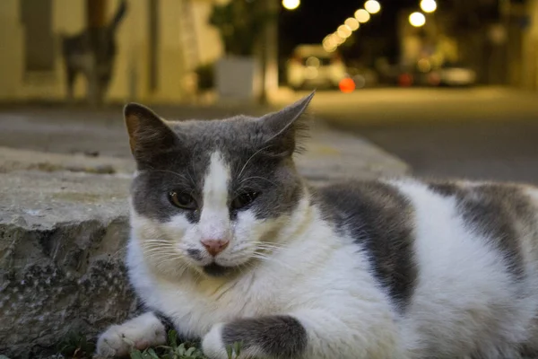 Imagen Evocadora Gato Europeo Extraviado Inmóvil —  Fotos de Stock