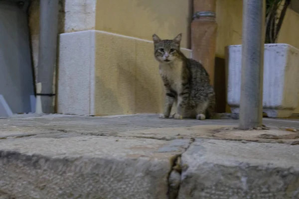 Imagen Evocadora Gato Europeo Extraviado Inmóvil —  Fotos de Stock