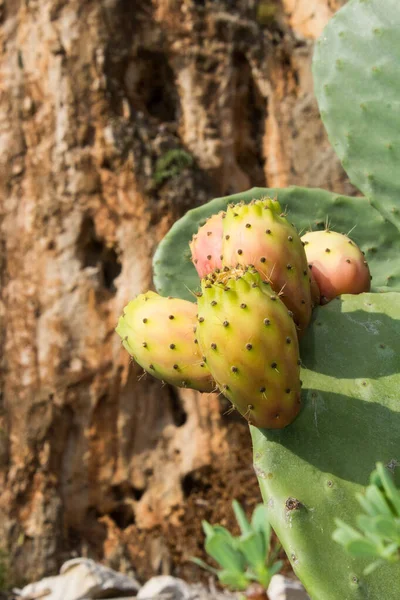 Close Fruits Prickly Pear Cladodes Plant — Foto Stock