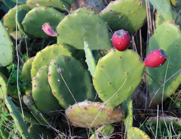 Close Fruits Prickly Pear Cladodes Plant — Foto Stock