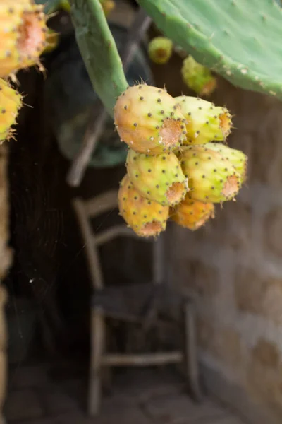 植物叶柄上刺梨子果实的特写 — 图库照片