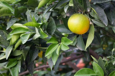 Ağaçtaki portakalın canlandırıcı görüntüsü toplanmaya hazır. 