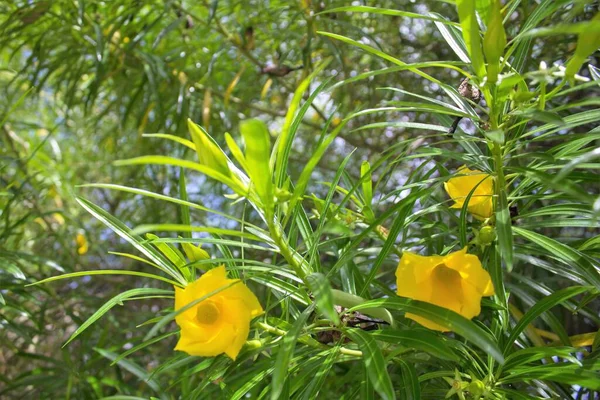 Sarı çiçeklerin anımsatıcı yakın plan görüntüsü 