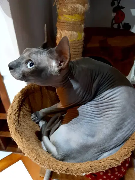 Hairless Domestic Cat Canadian Sphynx Its Kennel — Stock Photo, Image