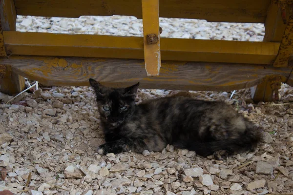 Imagen Evocadora Gato Europeo Extraviado Inmóvil —  Fotos de Stock