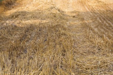 Toplanan buğday tarlası dokusunun anımsatıcı görüntüsü