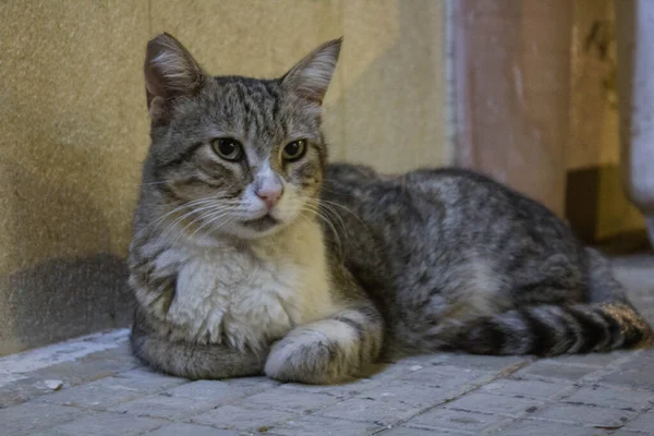 Egy Mozdulatlan Kóbor Európai Macskát Idéző Kép — Stock Fotó