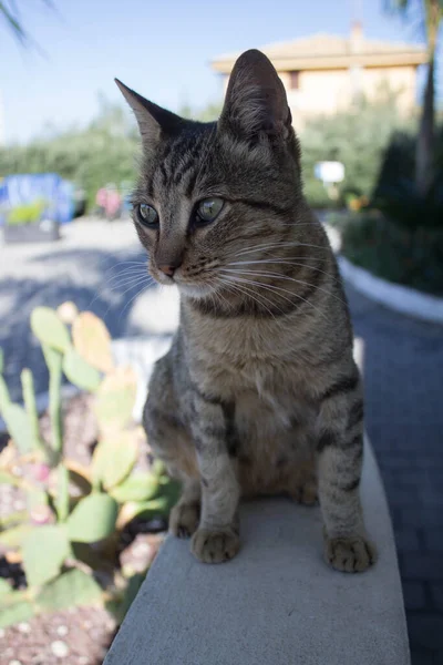 Imagen Evocadora Gato Europeo Extraviado Inmóvil —  Fotos de Stock