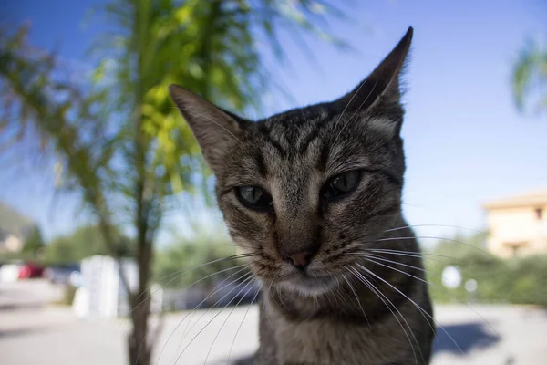 Imagen Evocadora Gato Europeo Extraviado Inmóvil —  Fotos de Stock