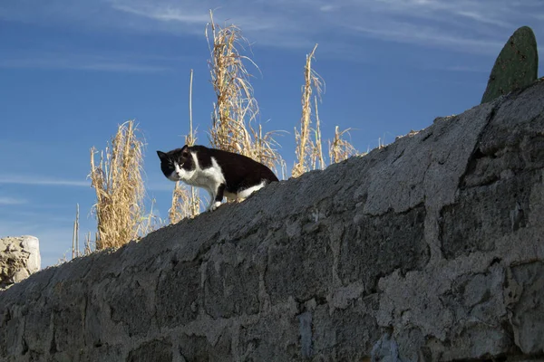 Hareketsiz Bir Avrupalı Kedinin Canlandırıcı Görüntüsü — Stok fotoğraf