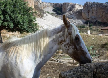 Sicilya 'da beyaz bir atın canlandırıcı görüntüsü. 