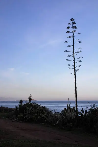 Imagem Evocativa Uma Árvore Solitária Contra Luz Matagal Mediterrâneo — Fotografia de Stock