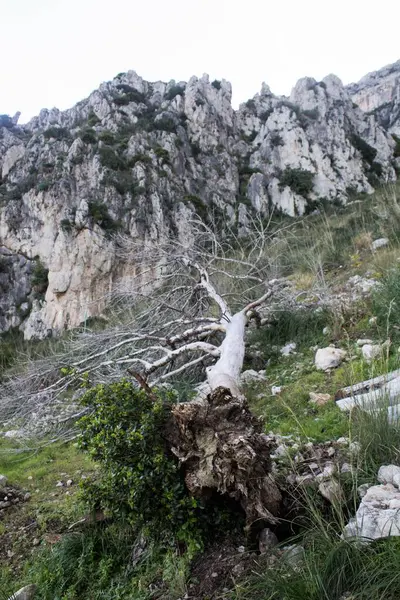 Воспоминательный Образ Дерева Сдутого Ветром Средиземноморском Скрабе Сицилии — стоковое фото