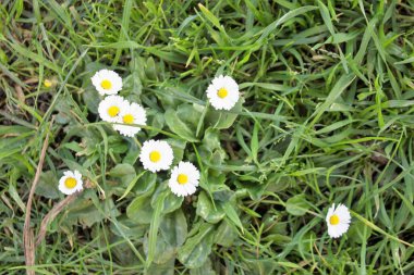 Renkli çiçeklerin canlandırıcı görüntüsü