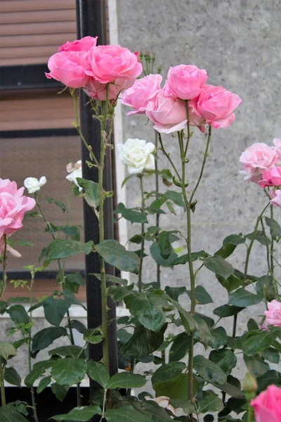 Beschwörendes Bild Eines Rosa Rosenstrauches — Stockfoto