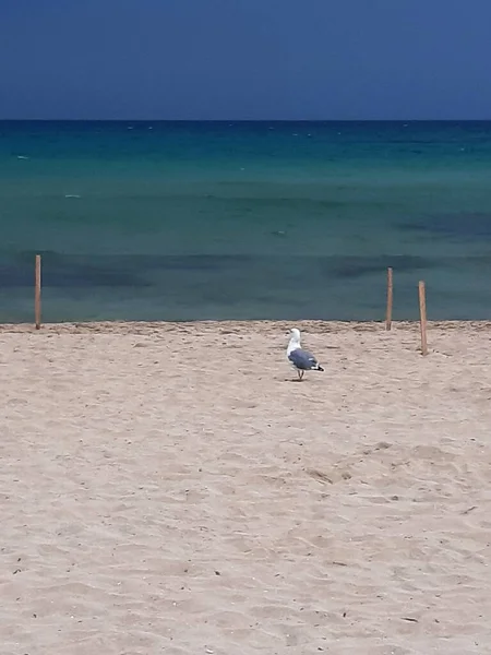 令人联想起一只孤独的海鸥在沙滩上移动的情景 — 图库照片