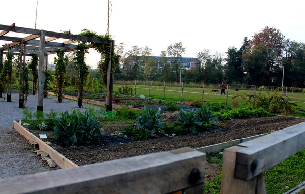 Image Évocatrice Jardin Urbain Dans Ville — Photo