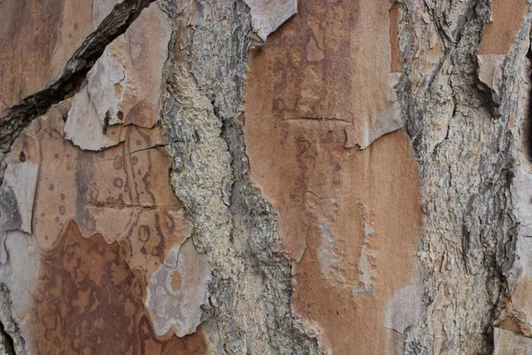 Υποβλητική Κοντινή Εικόνα Του Φλοιού Καστανού Δέντρου — Φωτογραφία Αρχείου