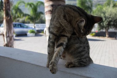 Sicilya 'da başıboş bir Avrupalı kedinin canlandırıcı görüntüsü