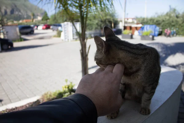 Evocative Image Stray European Cat Present Sicily — Stok fotoğraf