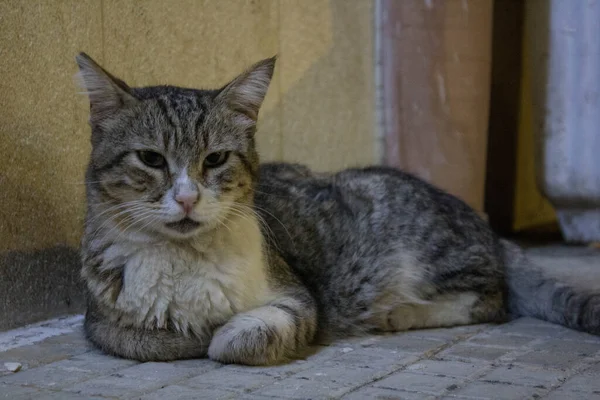 Sicilya Başıboş Bir Avrupalı Kedinin Canlandırıcı Görüntüsü — Stok fotoğraf