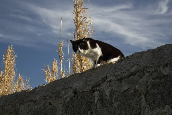 Evocadora Imagen Gato Europeo Extraviado Presente Sicilia —  Fotos de Stock