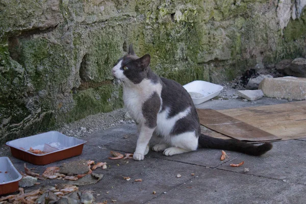 Sicilya Başıboş Bir Avrupalı Kedinin Canlandırıcı Görüntüsü — Stok fotoğraf