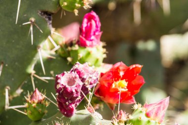 Bitkinin dikenli armudunun meyvelerini yakından çek. 