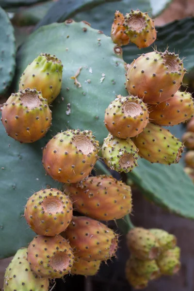 Close Fruits Prickly Pear Cladodes Plant — Foto Stock