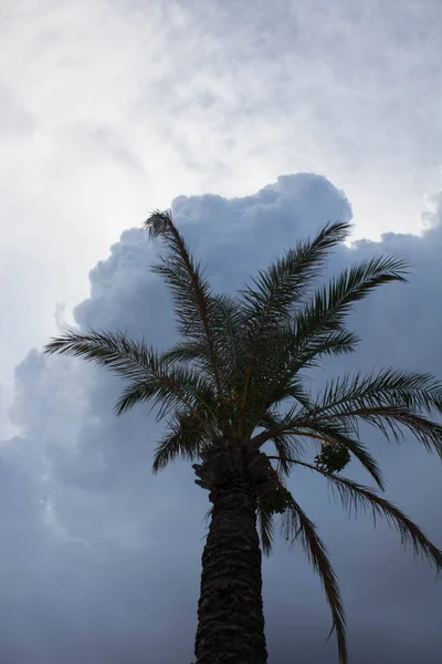 Suggestiv Bild Ett Palmträd Bakgrundsljus Molnig Himmel — Stockfoto