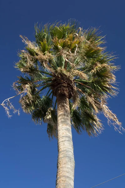 Suggestiva Immagine Del Baldacchino Una Palma Sotto Cielo Blu — Foto Stock