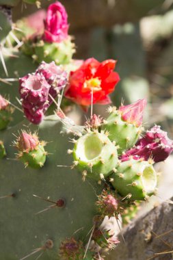 Bitkinin dikenli armudunun meyvelerini yakından çek. 