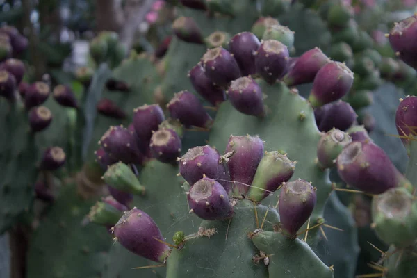 Close Fruits Prickly Pear Cladodes Plant — Foto Stock