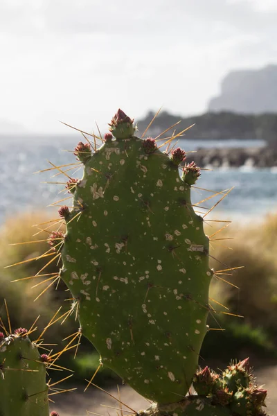 Evocative Image Prickly Pear Silhouette Sea Backgroundin Southern Italy — Foto Stock